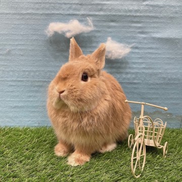 ウーリーワイルドイタリアン3袋/恵メンテナンス ふきあげ