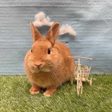 ワイルドイタリアン5袋　うさぎのみみ ワイルドイタリアン5袋 うさぎのみみ様専用 （うさぎ専門店