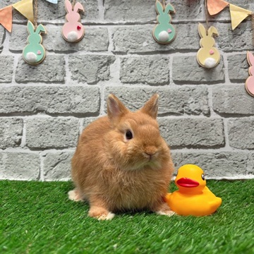 ネザーランドドワーフ 子うさぎ 赤ちゃん オレンジ うさぎ ウサギ 生体