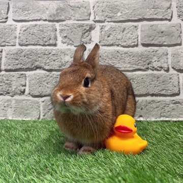 うさぎのしっぽ
