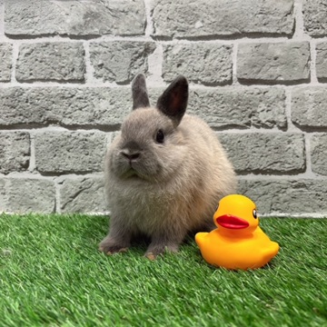 うさぎのしっぽ