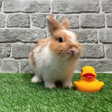 うさぎのしっぽ