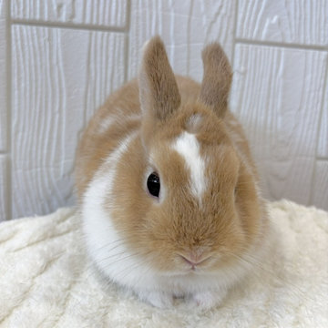 うさぎのしっぽ