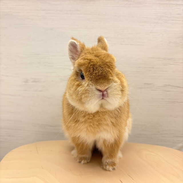 うさぎ紹介（うさぎ販売） | うさぎのしっぽ