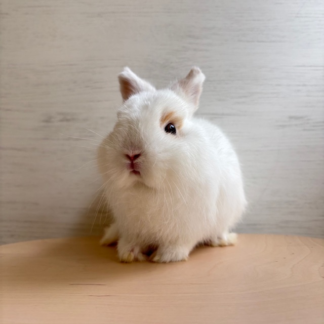 うさぎの飼い方・病気情報、通販 うさぎ専門店うさぎのしっぽ