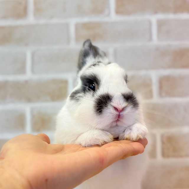 うさぎのしっぽ