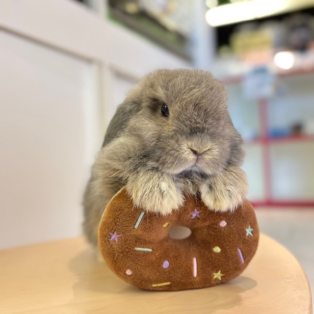 うさぎのしっぽ