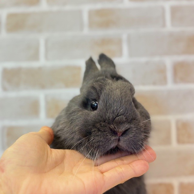 うさぎのしっぽ