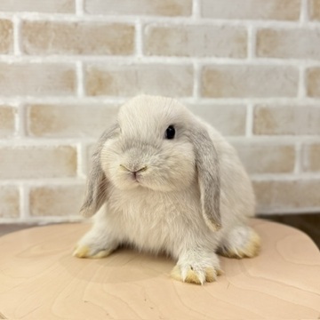 うさぎのしっぽ
