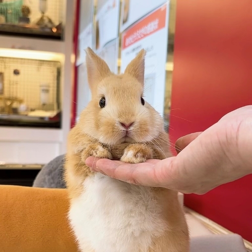 うさぎのしっぽ