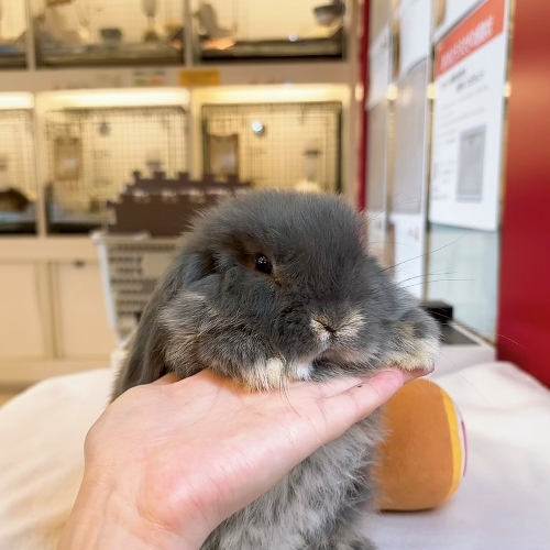 うさぎのしっぽ