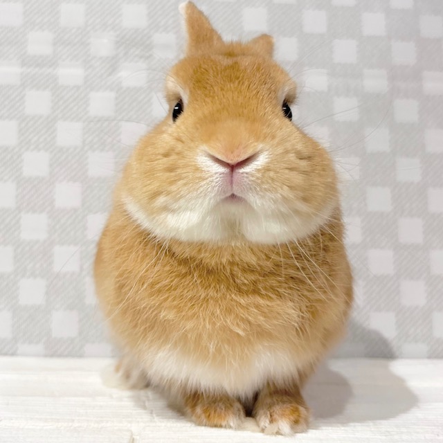 うさぎのしっぽ