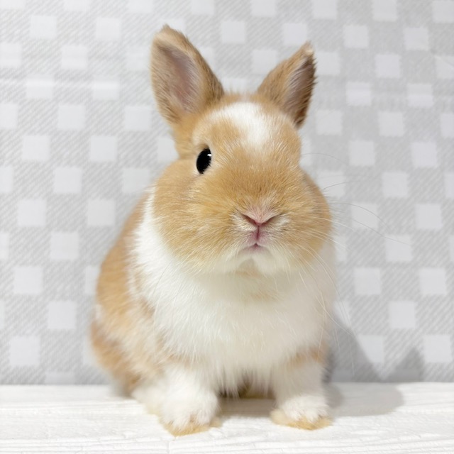 うさぎのしっぽ