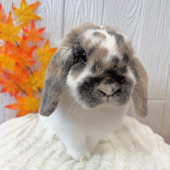 うさぎのしっぽ