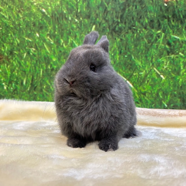 うさぎ紹介（うさぎ販売） | うさぎのしっぽ