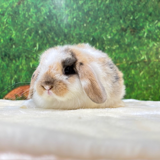 うさぎ紹介（うさぎ販売） | うさぎのしっぽ