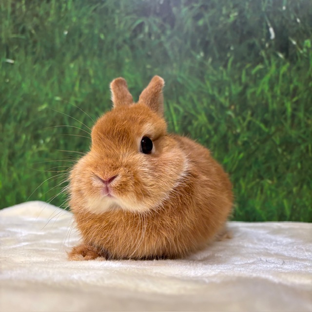 うさぎの飼い方・病気情報、通販 うさぎ専門店うさぎのしっぽ