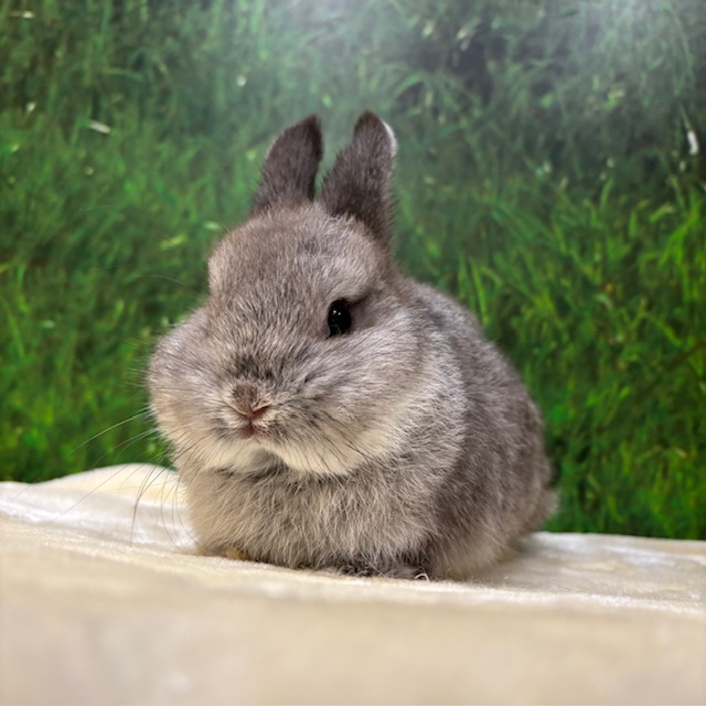 うさぎのしっぽ　うさぎのフード うさぎのしっぽ うさぎのフード うさぎのしっぽ