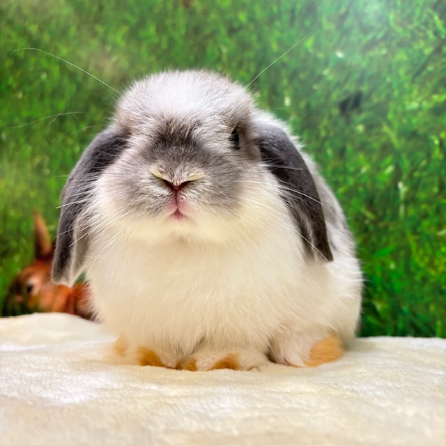 サボらないタイプのうさぎ  ?media_id=3729445415877304953