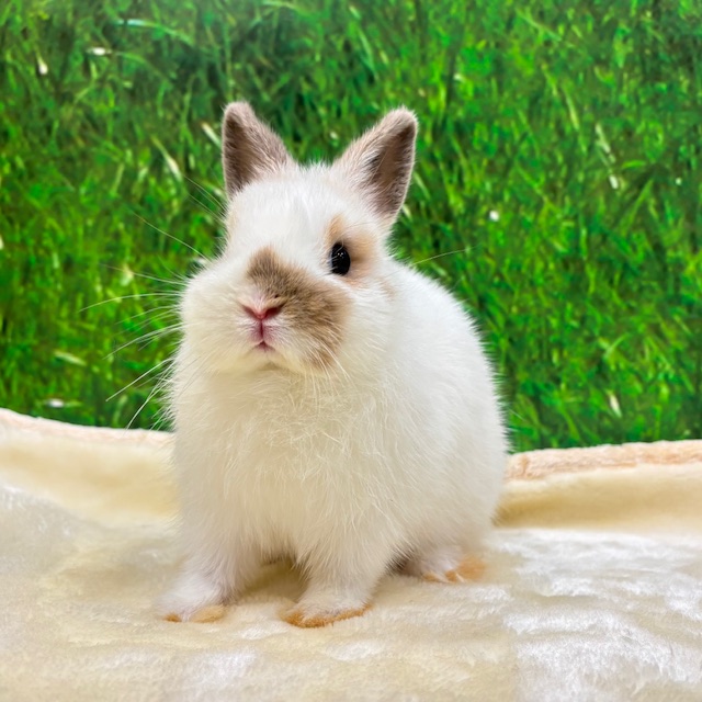 うさぎのしっぽ　うさぎのフード うさぎのしっぽ うさぎのフード うさぎのしっぽ うさぎのフード