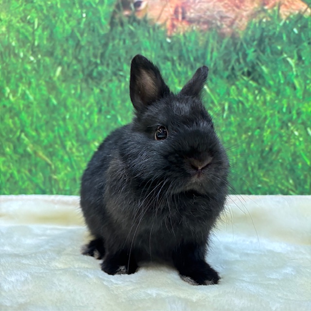 うさぎの飼い方・病気情報、通販 うさぎ専門店うさぎのしっぽ