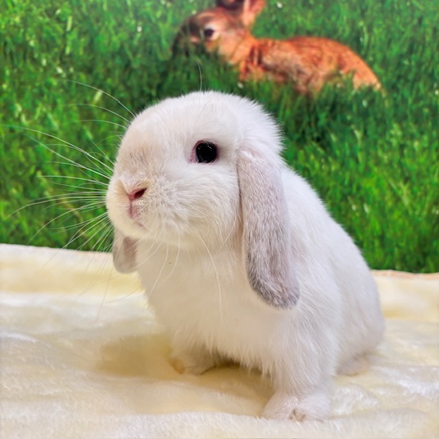 うさぎ紹介（うさぎ販売） | うさぎのしっぽ