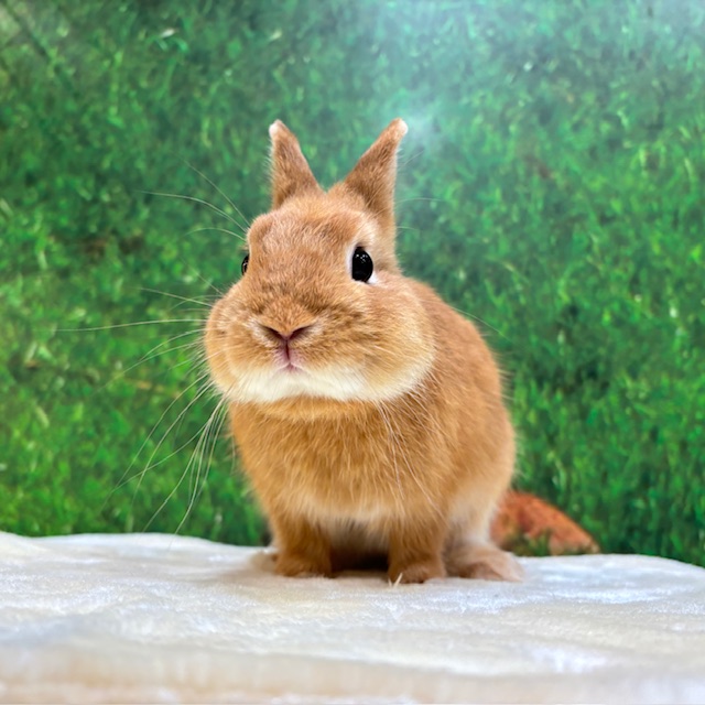 うさぎ紹介（うさぎ販売） | うさぎのしっぽ