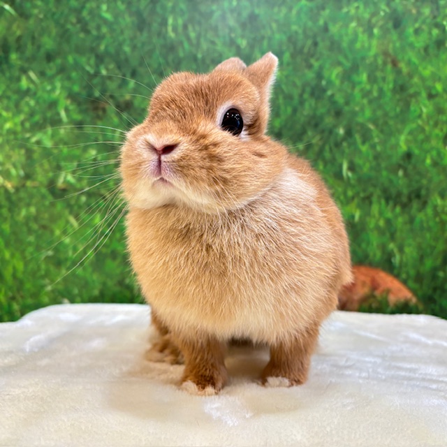 うさぎのしっぽ
