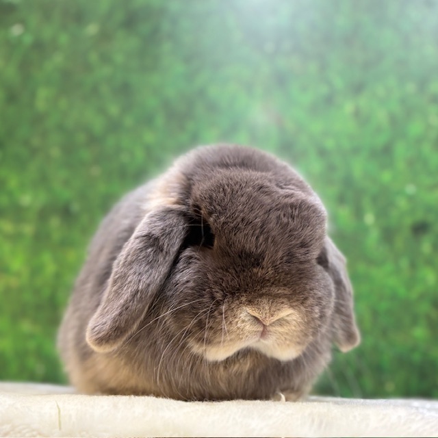 うさぎのしっぽ