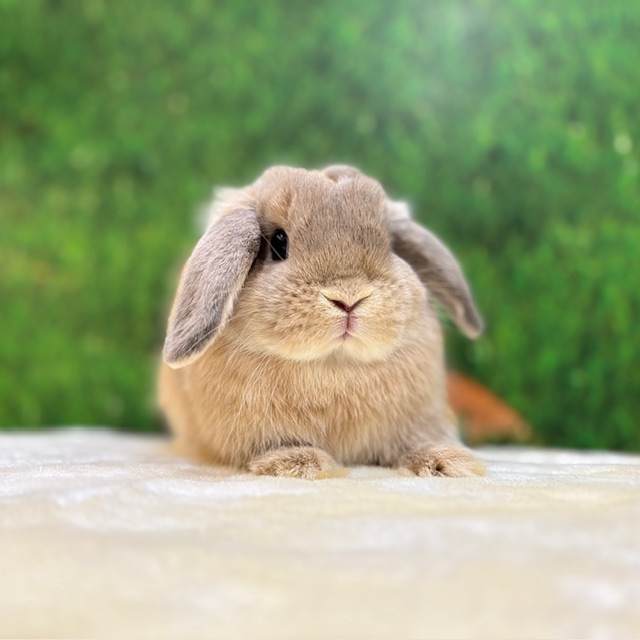 うさぎのしっぽ