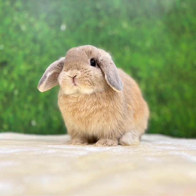うさぎの飼い方・病気情報、通販 うさぎ専門店うさぎのしっぽ