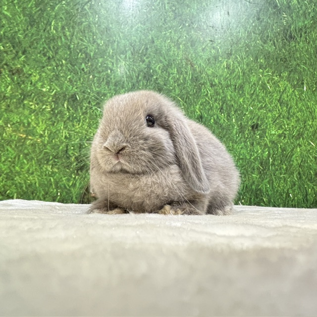 うさぎの飼い方・病気情報、通販 うさぎ専門店うさぎのしっぽ