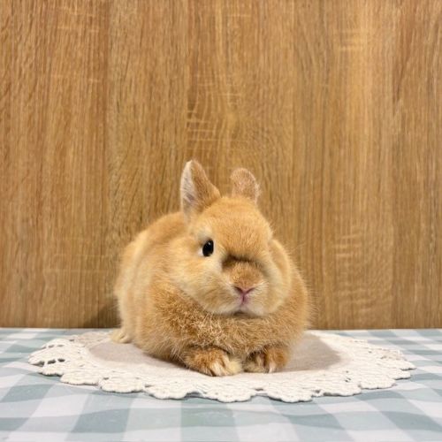 うさぎ紹介（うさぎ販売） | うさぎのしっぽ