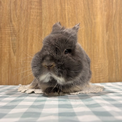 うさぎのしっぽ