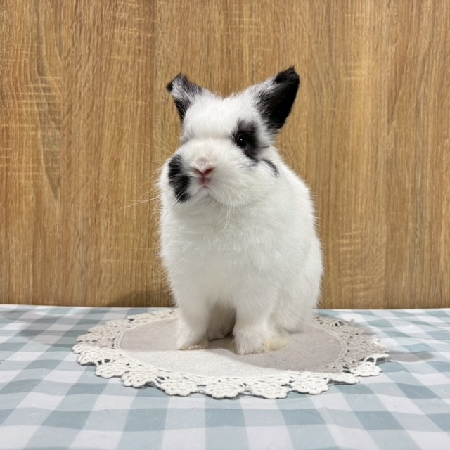 うさぎのしっぽ