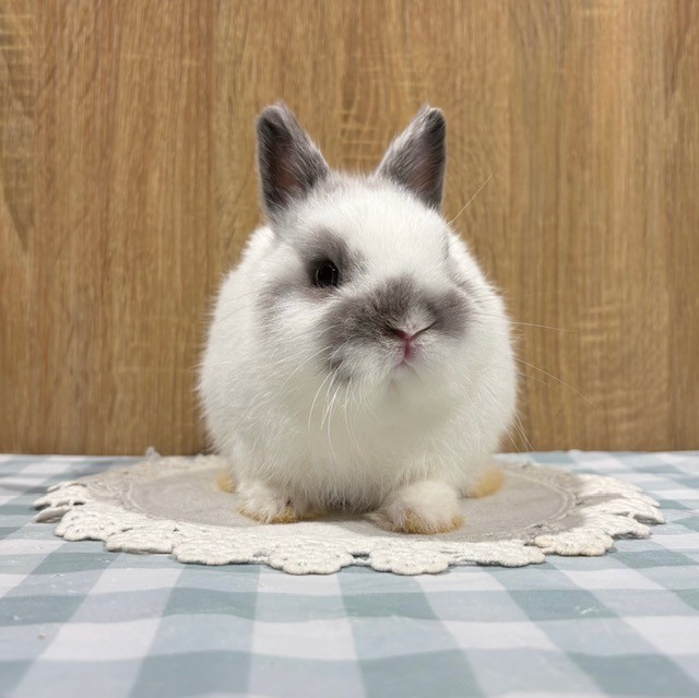 うさぎのしっぽ
