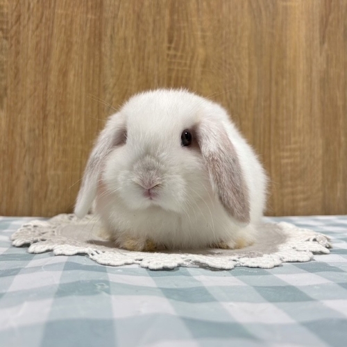 うさぎのしっぽ