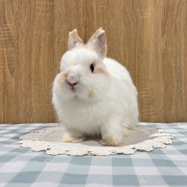 Non Stop Rabbit まとめ売り　１枚目〜６枚目全て　40点以上 うさぎのしっぽ/うさぎ紹介/ホーランドロップ