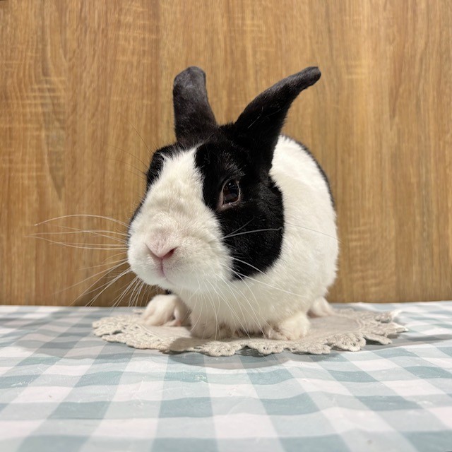 うさぎのしっぽ