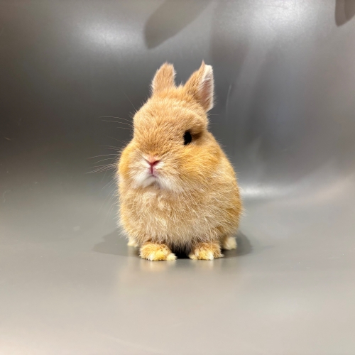 うさぎのしっぽ