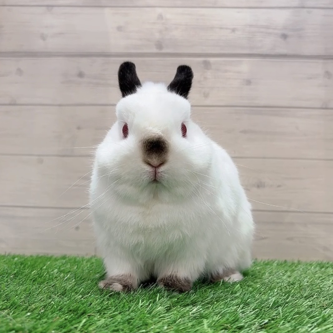 うさぎ紹介（うさぎ販売） | うさぎのしっぽ