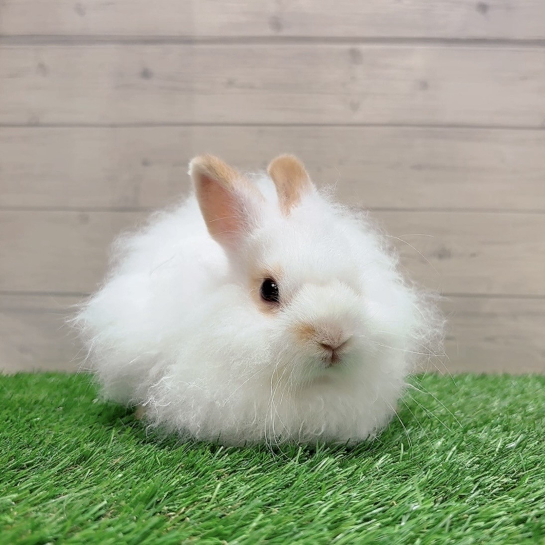 うさぎのしっぽ