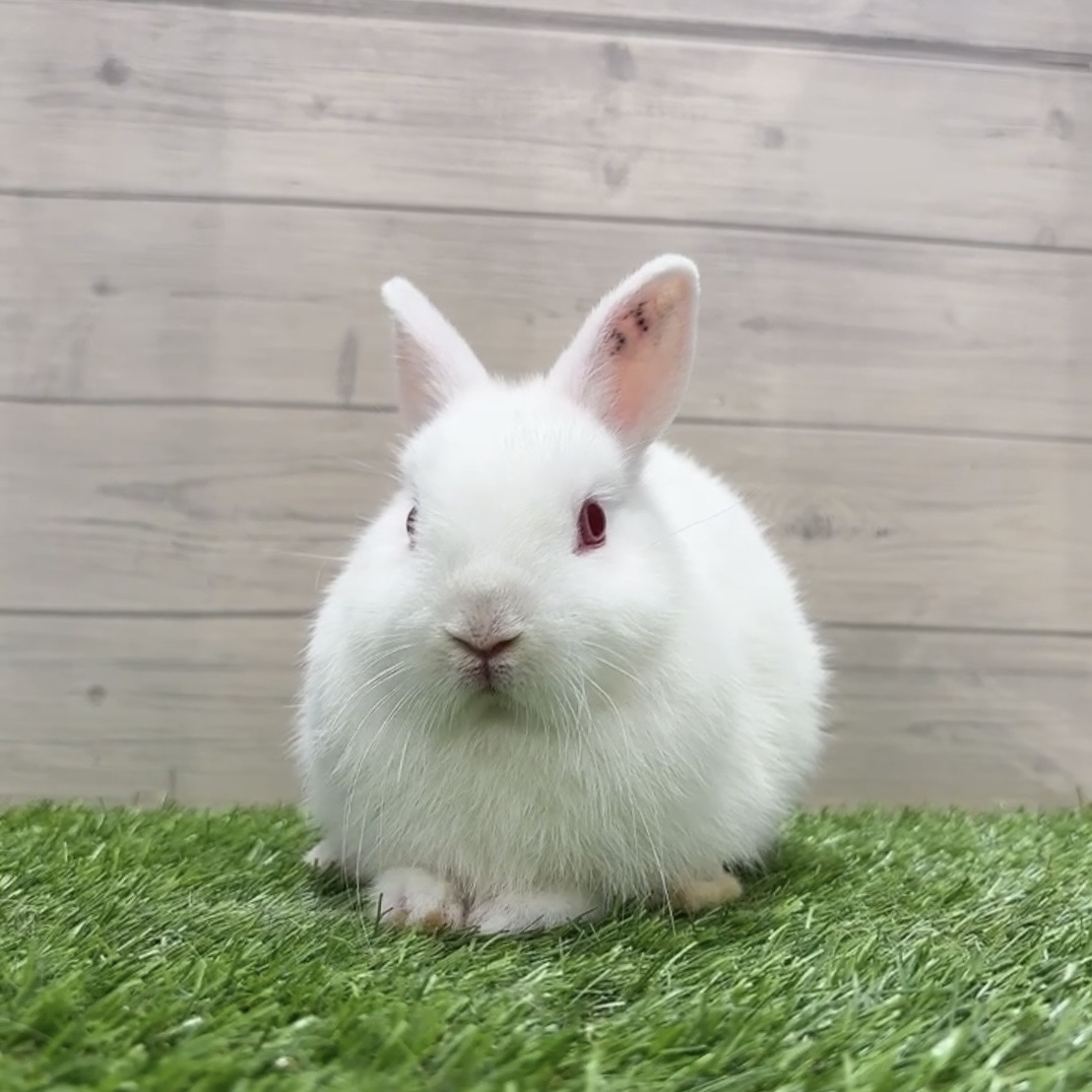 うさぎのしっぽ