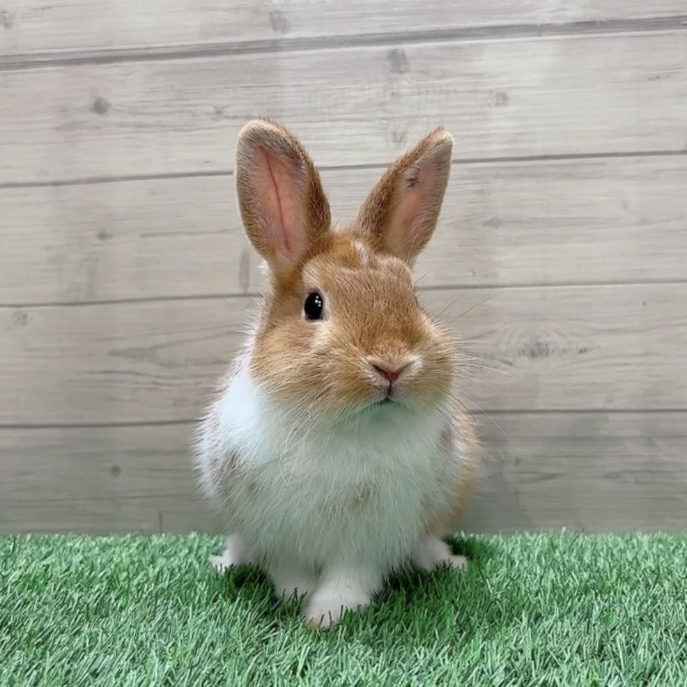 うさぎのしっぽ