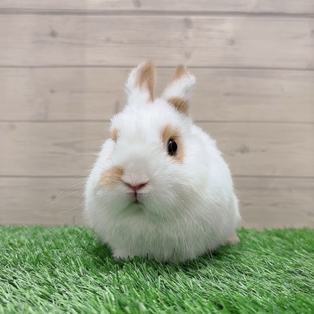 うさぎのしっぽ
