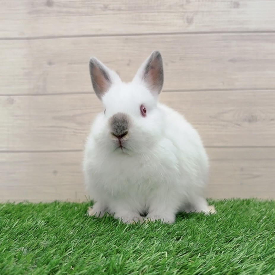 うさぎのしっぽ