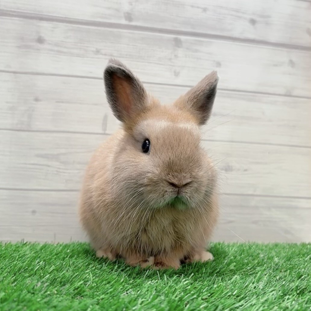 うさぎのしっぽ