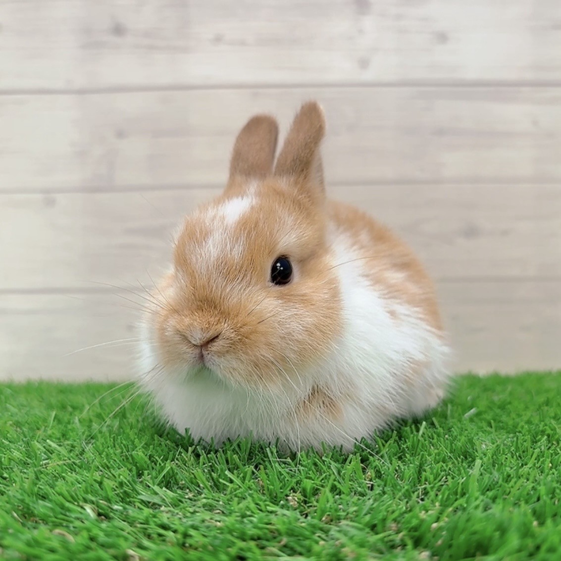 うさぎのしっぽ