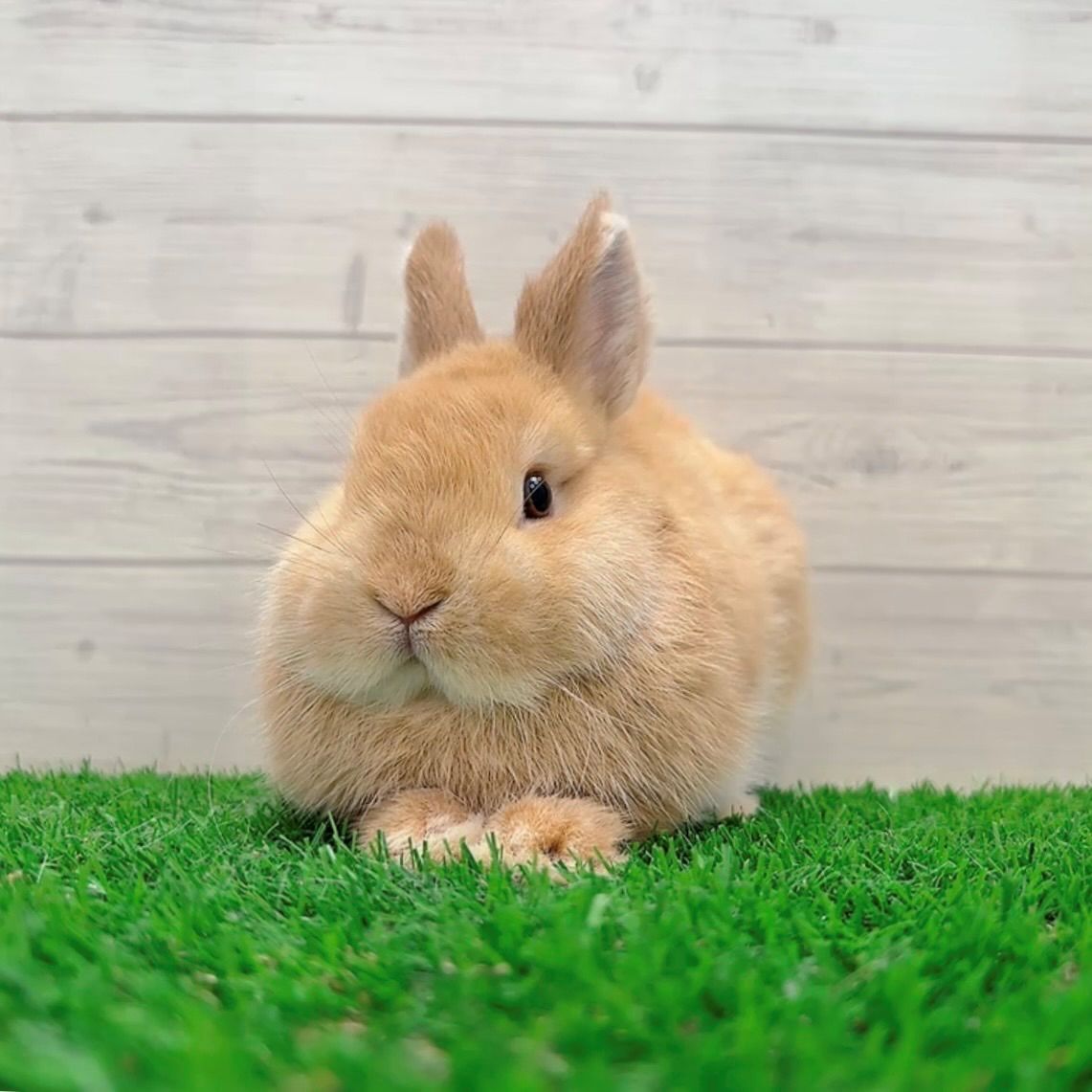 うさぎのしっぽ