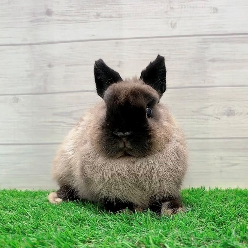 うさぎの飼い方・病気情報、通販 うさぎ専門店うさぎのしっぽ